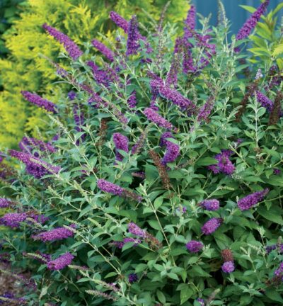 Buddleja 'Miss Violet' - Dwergvlinderstruik