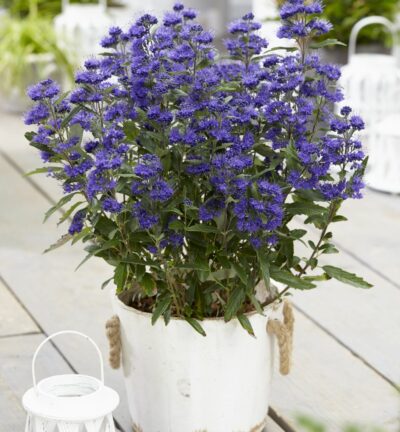 Caryopteris clandonensis Grand Bleu® ('Inoveris'PBR) - Blauwe Spiraea