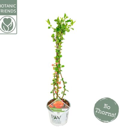 Chaenomeles speciosa 'Orange Storm' - Dwergkwee