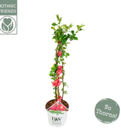 Chaenomeles speciosa 'Pink Storm' - Dwergkwee