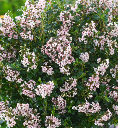 Escallonia 'Apple Blossom' - Escallonia