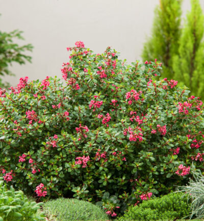 Escallonia 'Red Dream' - Escallonia