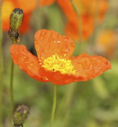 Papaver nudicaule 'Gartenzwerg' - Oosterse Klaproos