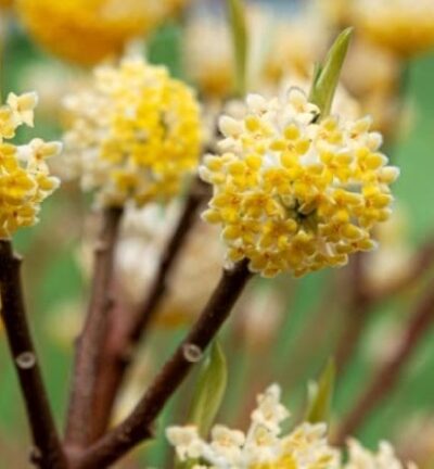 Edgeworthia chrysantha 'Grandiflora' - Papierbusch