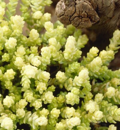 Sedum acre 'Elegans' - Muurpeper