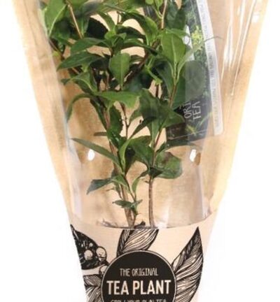 Camellia sinensis in Vensterhoes - Thee plant