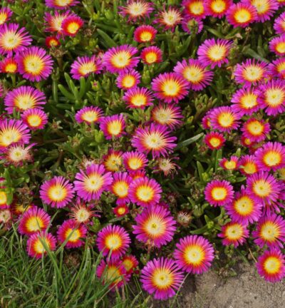 Delosperma W of W 'Hot Pink Wonder'® - IJsbloem