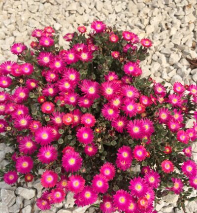 Delosperma Jewel of Desert Amethyst® - IJsbloem