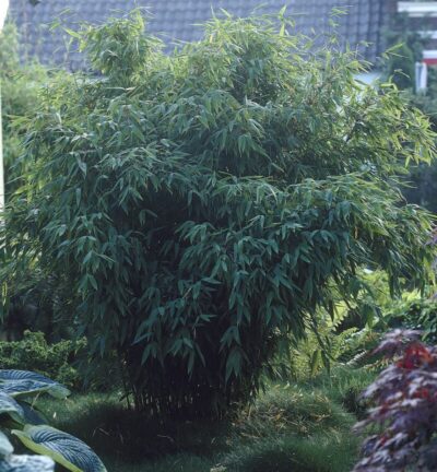 Fargesia murieliae 'Panda' - Niet-woekerende bamboe