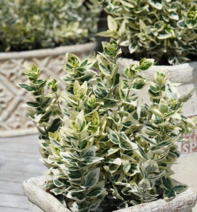 Euonymus fortunei 'Dan´s Delight' - Japanse Kardinaalsmuts