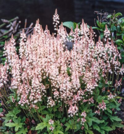 Tiarella 'Oakleaf' - Schuimkaars