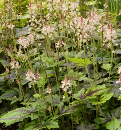 Tiarella 'Sugar and Spice' - Schuimkaars