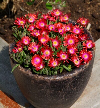 Delosperma Jewel of Desert Garnet® - IJsbloem