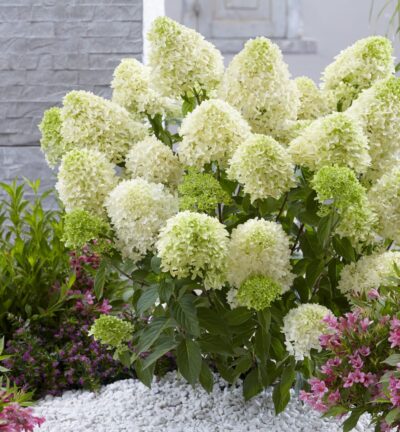 Hydrangea paniculata 'Skyfall' - Hortensia