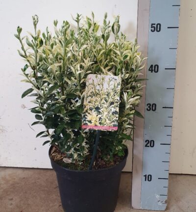 Euonymus japonicus 'Annie's Spring' - Japanse Kardinaalsmuts