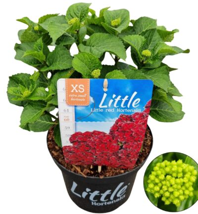 Hydrangea macrophylla 'Little Red' - Hortensia