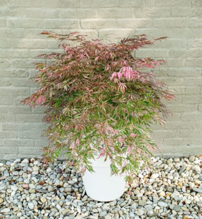 Acer palmatum 'Extravaganza' - Japanse Esdoorn