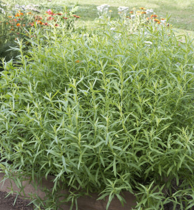 Artemisia Dracunculus 'French Dragon' - Franse Dragon