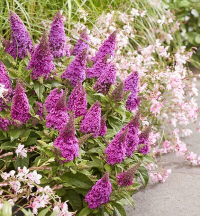 Buddleja davidii butterfly Candy ´Little Cerise´ - Dwergvlinderstruik