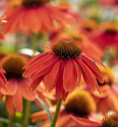 Echinacea Purpurea 'Lakota Red' - Zonnehoed