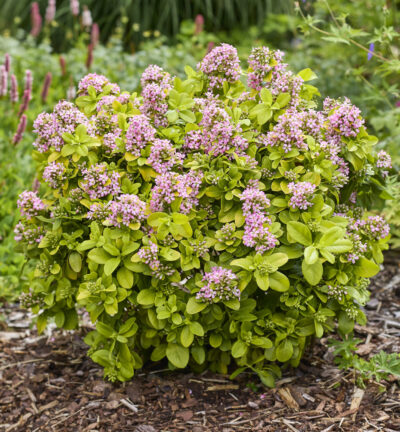 Escallonia laevis 'Pink Lemon' - Escallonia