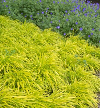 Hakonechloa macra ´All Gold´ - Japans Berggras