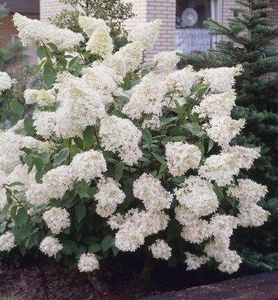 Hydrangea paniculata 'Grandiflora' - Hortensia