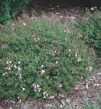 Abelia 'Pinky Bells' - Abelia