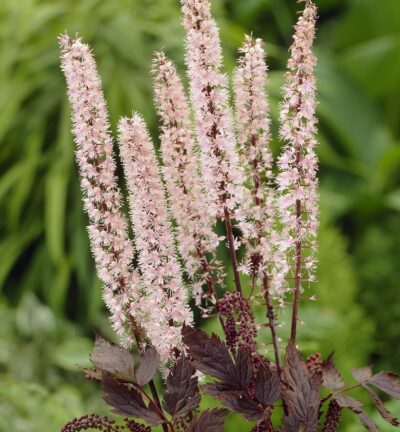 Actaea simplex 'Pink Spike' - Zilverkaars