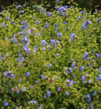 Ceratostigma willmottianum - Loodkruid