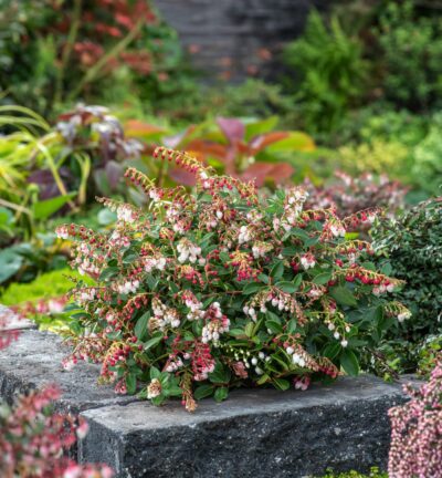 Gaultheria Florry® - Bergthee