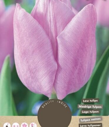 Tulip Candy Prince - Set mit 8 Blumenzwiebeln