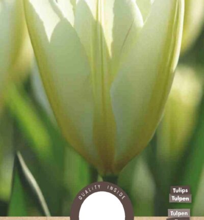 Tulp Fosteriana Purissima - set van 8 bloembollen