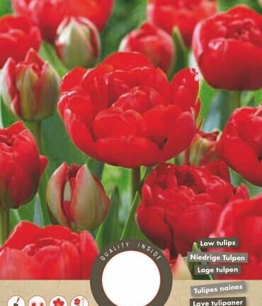 Tulpe Miranda – Set mit 8 Blumenzwiebeln