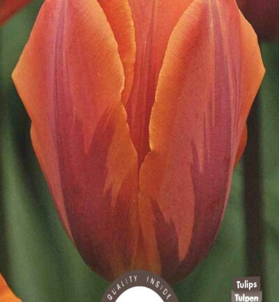 Prinzessin Irene Tulpe - Set mit 6 Blumenzwiebeln