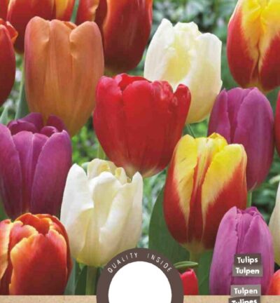Tulp Triumph mixpakket - set van 8 bloembollen