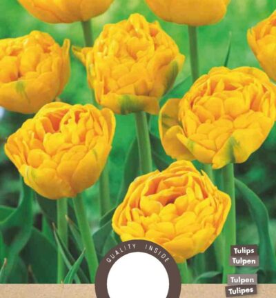 Tulpe Gelb Pomponette - Set mit 8 Blumenzwiebeln