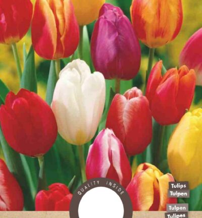 Tulp enkel vroege mixpakket - set van 8 bloembollen