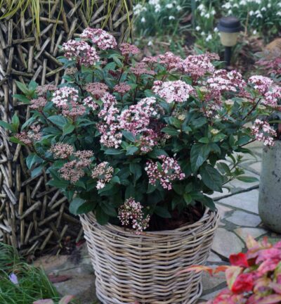 Viburnum tinus 'Spirit' - Sneeuwbal