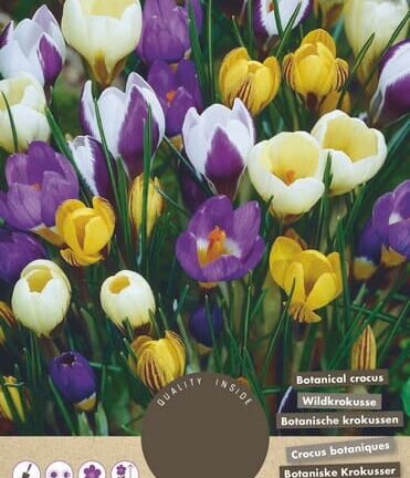 Crocus Botanisch mixpakket - set van 20 bloembollen