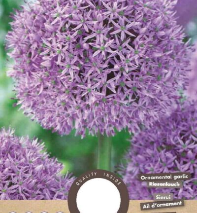 Allium 'Gladiator' - Bloembol