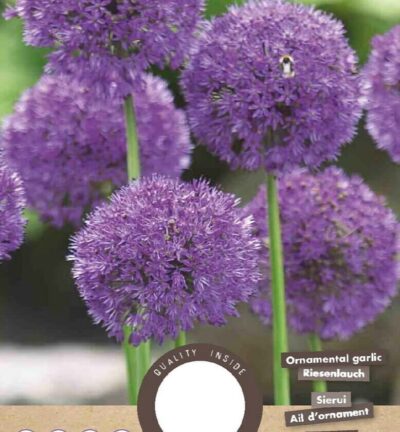 Allium 'Purple Sensation' - set van 10 bloembollen