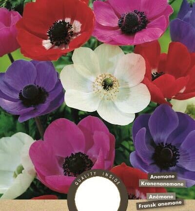 Anemone De Caen mix pack - Satz mit 15 Zwiebeln