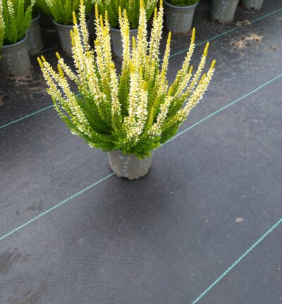 Calluna vulgaris 'Beauty ladies Agneta' - Struikheide