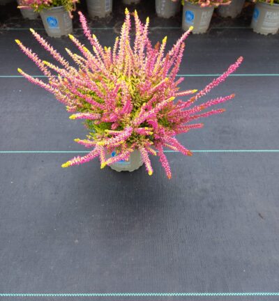 Calluna vulgaris 'Beauty ladies Anne Sofie' - Struikheide