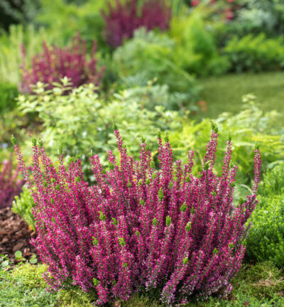 Calluna vulgaris 'Beauty ladies Lea' - Struikheide