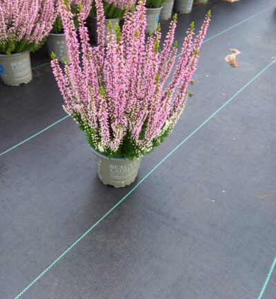 Calluna vulgaris 'Beauty ladies Marica' - Struikheide