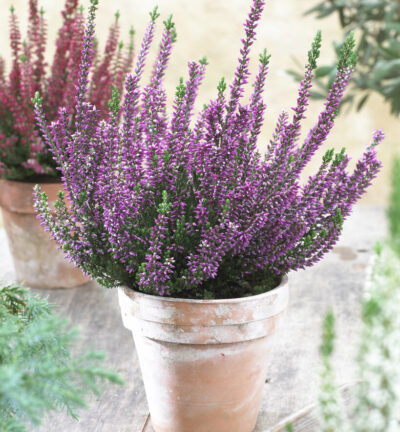 Calluna vulgaris 'Beauty ladies Renate' - Struikheide