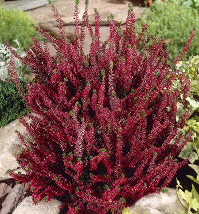 Calluna vulgaris 'Beauty ladies Lyna' - Struikheide