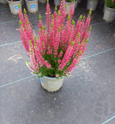 Calluna vulgaris 'Beauty ladies Scarlet' - Struikheide